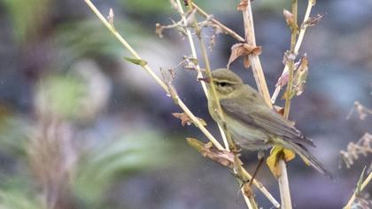 Willow Warbler