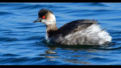 Black-necked Grebe