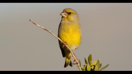 European Greenfinch