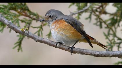 Common Redstart