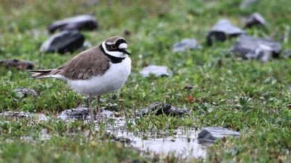 Halkalı küçük cılıbıt