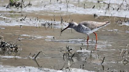 Common Redshank