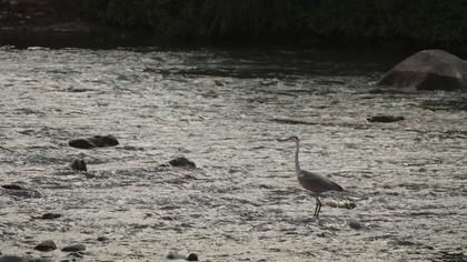 Grey Heron