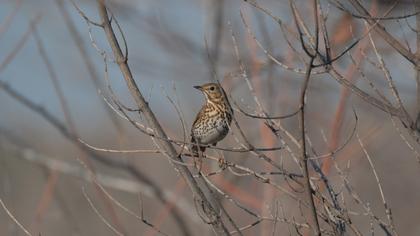 Song Thrush