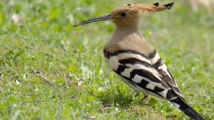 Eurasian Hoopoe