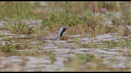 Namaqua Dove