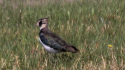 Northern Lapwing