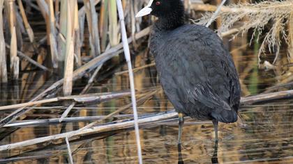 Eurasian Coot