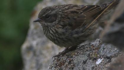 Radde`s Accentor