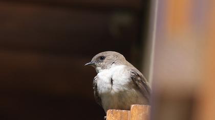 Eurasian Crag Martin