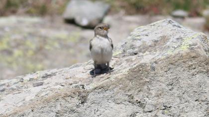 White-winged Snowfinch