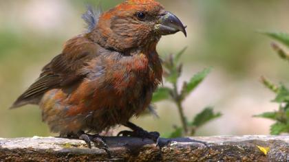 Red Crossbill