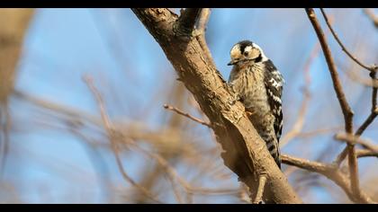 Lesser Spotted Woodpecker