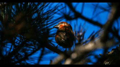 Red Crossbill