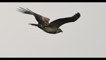 Short-toed Snake Eagle