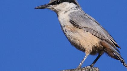 Western Rock Nuthatch