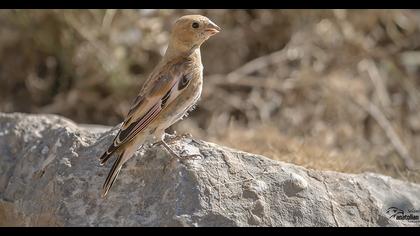 Eurasian Crimson-winged Finch