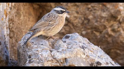 Radde`s Accentor