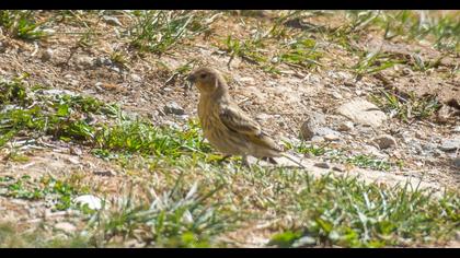Red-fronted Serin