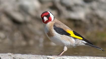 European Goldfinch