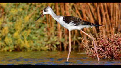 Black-winged Stilt