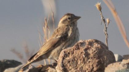 Rock Sparrow