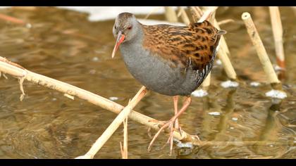 Water Rail