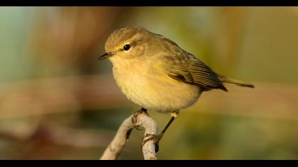 Common Chiffchaff