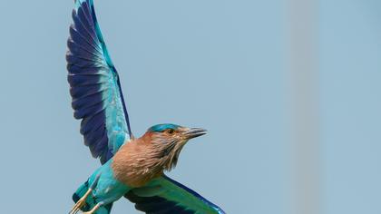 Indian Roller