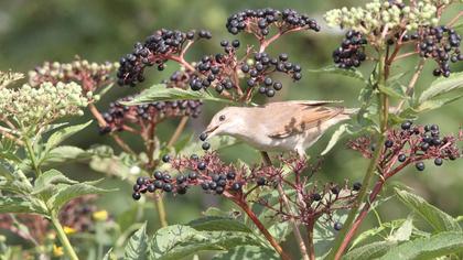 Common Whitethroat
