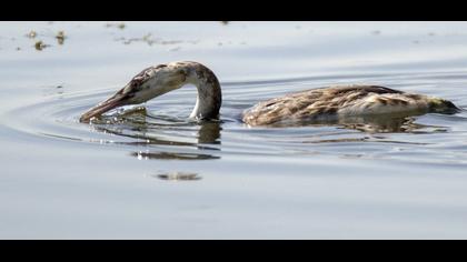 Great Crested Grebe