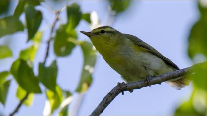 Wood Warbler