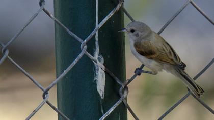 Eurasian Penduline Tit
