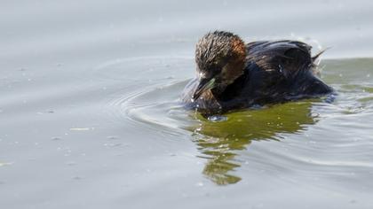 Little Grebe