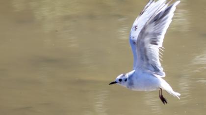 Little Gull