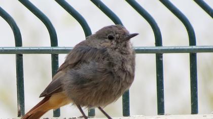 Black Redstart