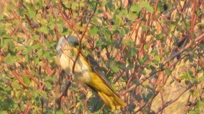 Eurasian Golden Oriole