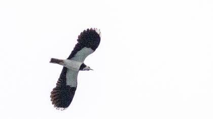 Northern Lapwing