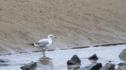 Black-headed Gull