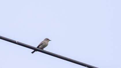Spotted Flycatcher