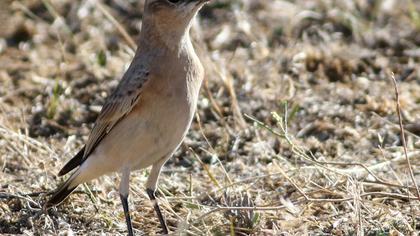 Northern Wheatear