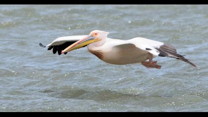 Great White Pelican