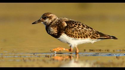 Ruddy Turnstone