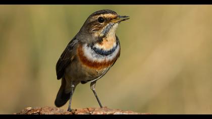 Bluethroat