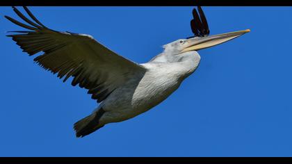 Dalmatian Pelican