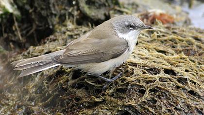 Lesser Whitethroat