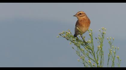 Whinchat