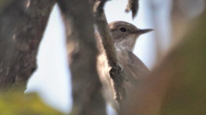 Spotted Flycatcher