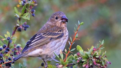 Common Rosefinch