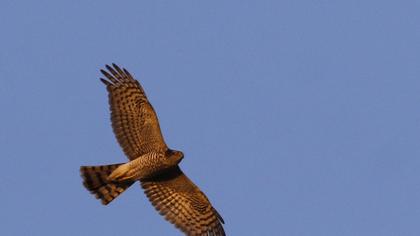 Eurasian Sparrowhawk